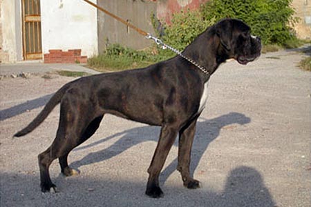 Dora (Giulia) di Casa Bartolini