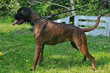 Elsa (Chloe) di Casa Bartolini