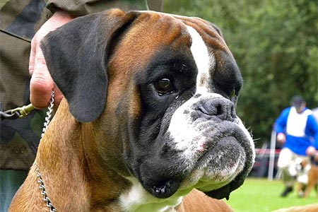 Elvis di Casa Bartolini