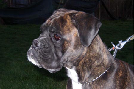 Fendy (Bella) di Casa Bartolini