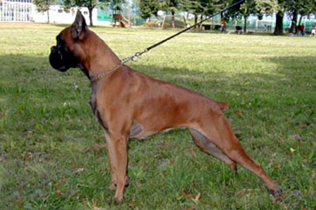 Helena (Giulia) di Casa Bartolini