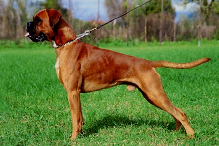 Jordan (Oscar) di Casa Bartolini
