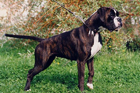 Lola di Casa Bartolini