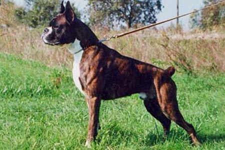 Magnum (Zeus) di Casa Bartolini