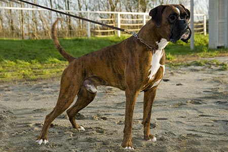 Ronnie (Jethro) di Casa Bartolini