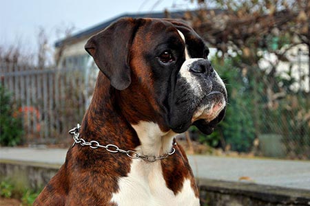 Xander (Bullo) di Casa Bartolini