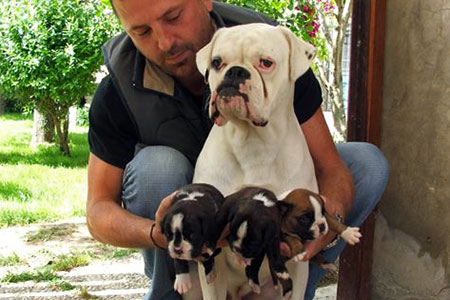 Boxer Bianco: un timbro su cui riflettere