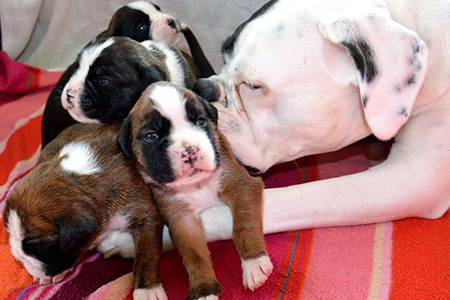Cuccioli Boxer Boanc0
