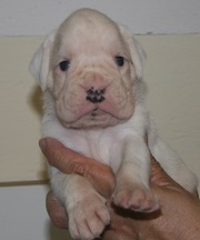 Cuccioli Allevamento Gran Mogol
