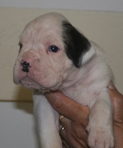 Cuccioli Allevamento Gran Mogol