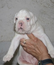 Cuccioli Allevamento Gran Mogol