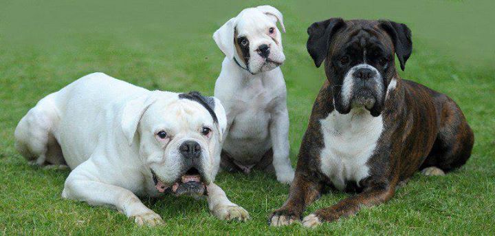 Boxer Club