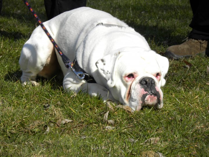 Boxer Bianco