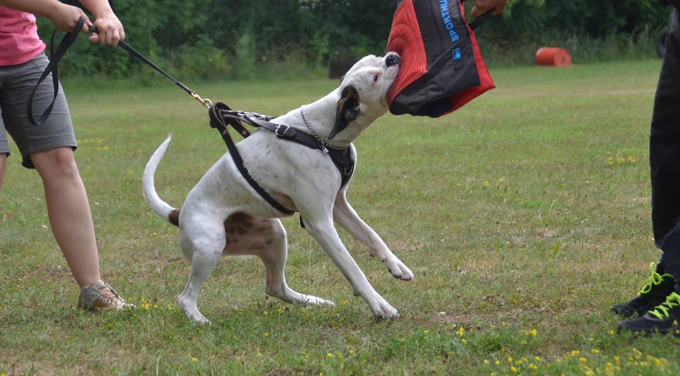 Boxer Bianco in Germania
