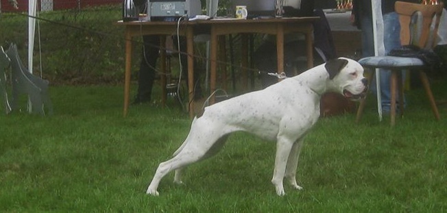 Boxer Bianco in Germania