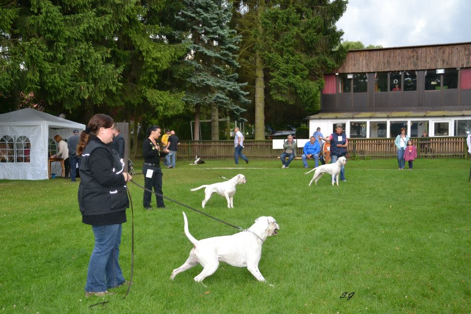 Boxer Bianco in Germania