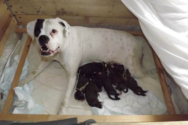 cucciolata boxer bianco