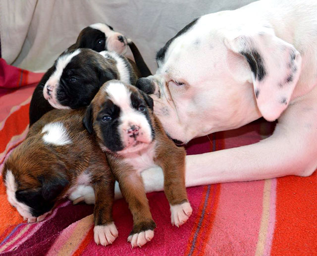 Cuccioli da boxer bianco