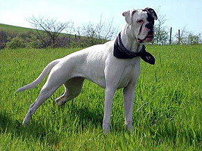 Manuali sul boxer