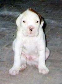 Boxer Club