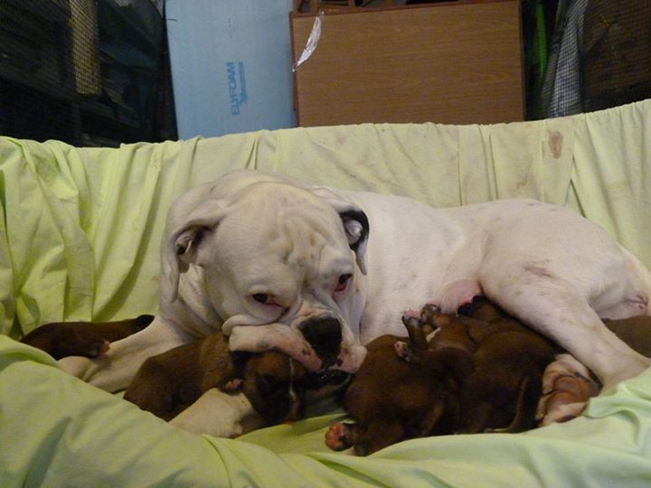 cucciolata boxer bianco