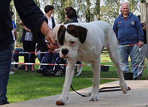 Manuali sul boxer