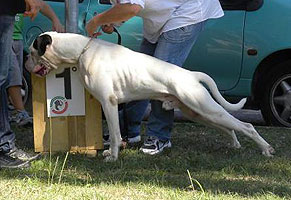 Manuali sul boxer