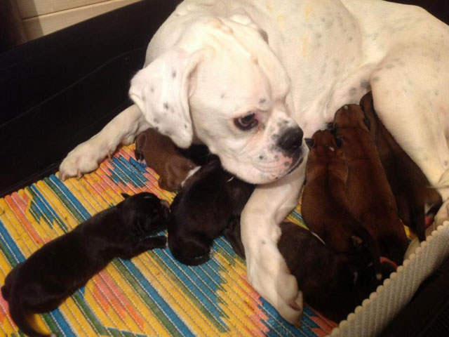 Cuccioli di Nelly