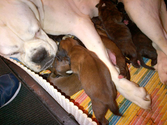 Cuccioli di Nelly
