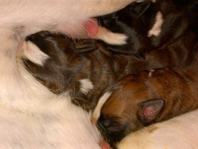 Cuccioli di Nelly