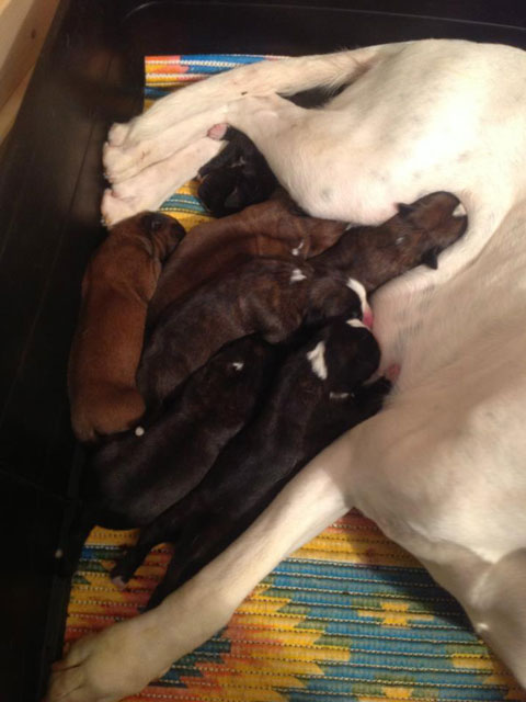 Cuccioli di Nelly
