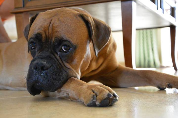 cucciolata boxer bianco