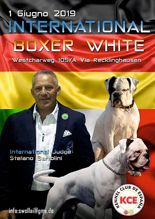 International Boxer White