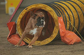 Boxer: la truffa della protesi