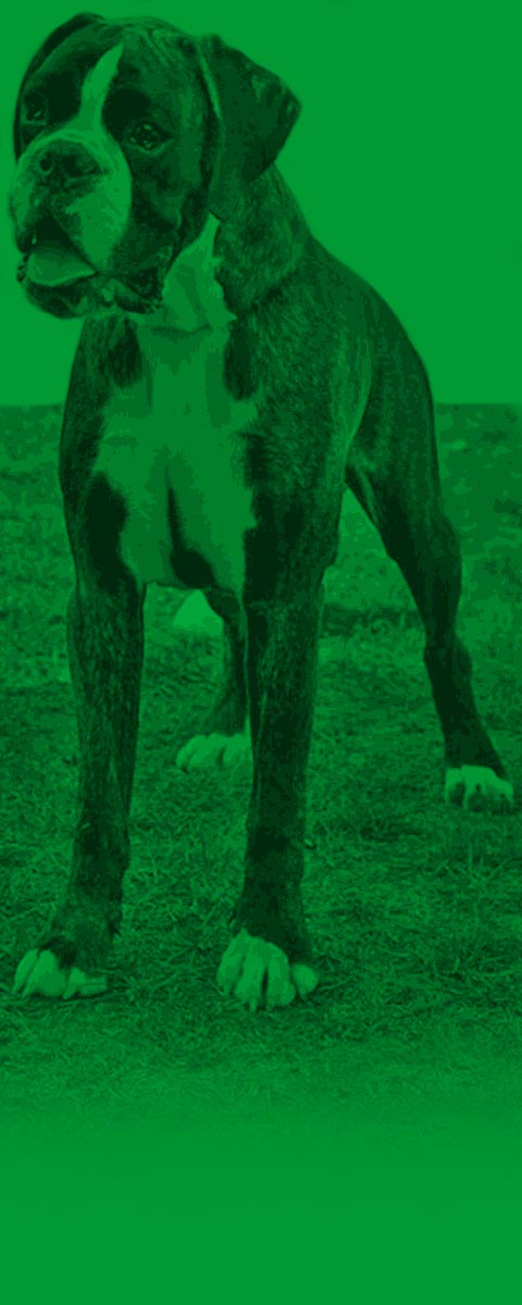 Boxer Cosmo di Casa Bartolini