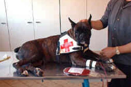 Boxer donatori sangue