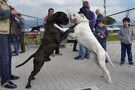 Boxer on show