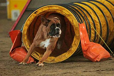 Boxer truffa protesi