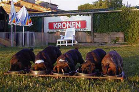 Cuccioli per Kronen