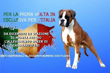 Noqui Santacruz in stazione di monta