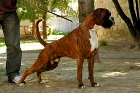 Boxer Campione Atibox