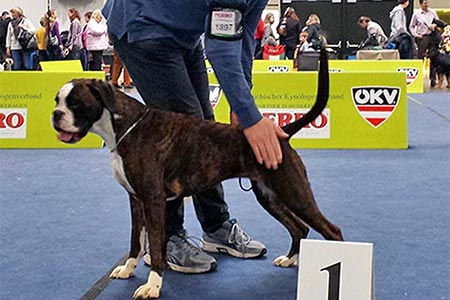 Hundeausstellung Graz (A)