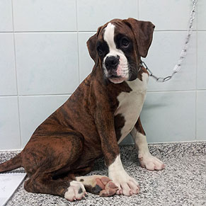 Nina, cucciolo 4 mesi