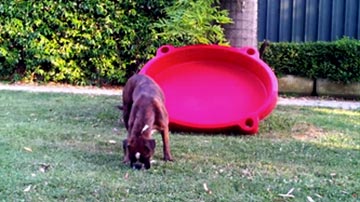 Achille, Mascia e Fedora
