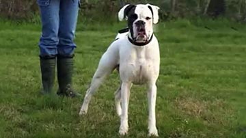 Il Boxer Bianco