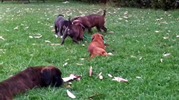 Cuccioli (1)