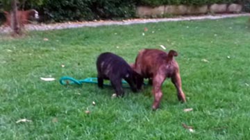 Cuccioli (2)
