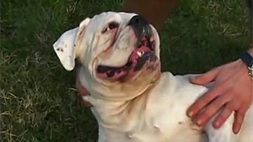 Elio, il boxer dona il sange
