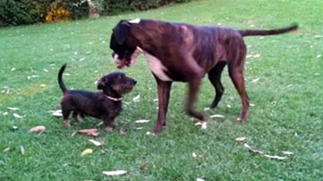 Gilda e il topo