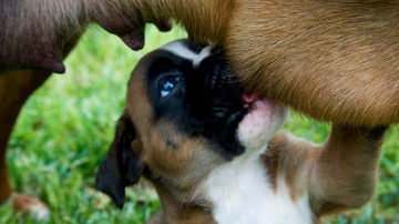 I nostri cuccioli